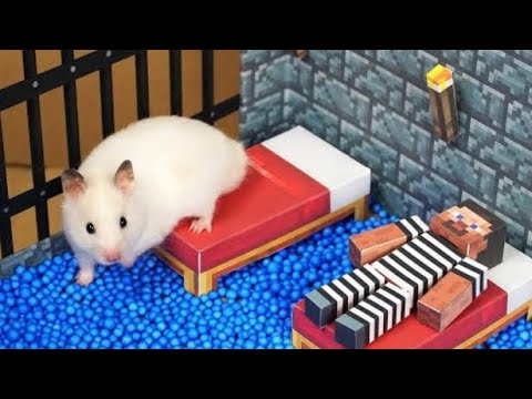 Hamster escapes minecraft prison!