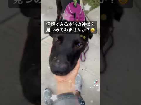 見つめるワンコ #shorts ￼ #dog  #god  #犬  #神様