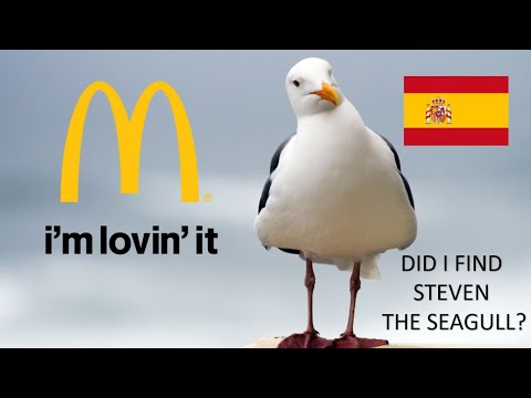 Finding Steven the seagull