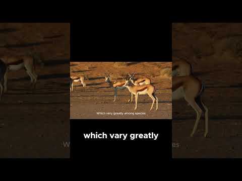 Discovering the Life of the Majestic Antelope–Grace and Strength in the Wild-Animal Kingdom #animals