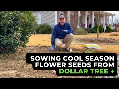 Dollar Tree & other cool season flower seed/How to