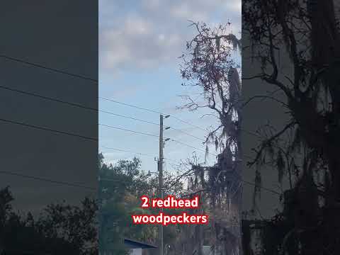 Redhead woodpeckers on the power pole