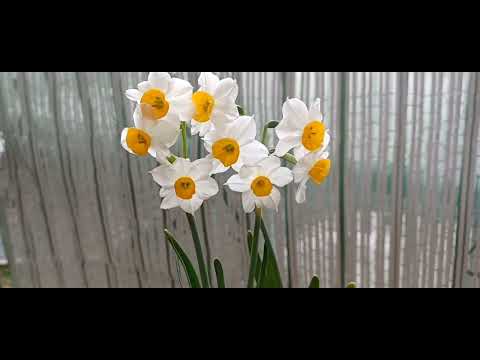 清々しい「日本水仙」の花✨