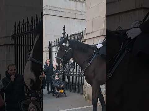 King's guards horse #king #guard #horse #london #india #ytshots @vichethediamonds #