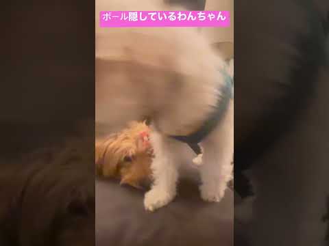 ボールを隠して意地悪するけどやっぱり優しく返す可愛いわんちゃん💕#short Puppy hiding cheeks and playing with them