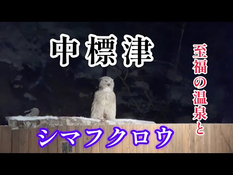 北海道　中標津　養老牛温泉　湯宿だいいち　シマフクロウへ会いに