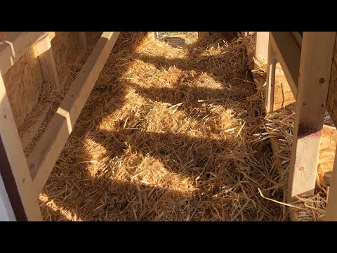 Adding Straw To The Coops | Winterizing |Upcoming Texas Freeze #MixedFlock