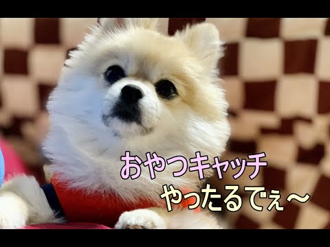 投げ食いの呼吸を完全習得したポメラニアン🐶♀（おやつキャッチ犬）