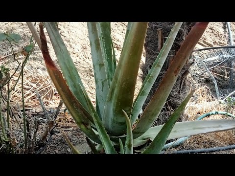 Uses Of Fresh Aloe Vera homemade @MavialHomeGarden  #aloevera #naturalbeauty #facial #skincare