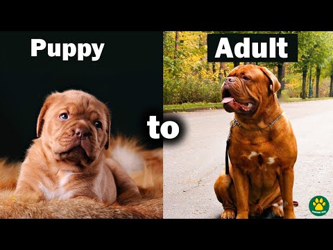 TOP 30 DOG BREEDS Before and After Growing Up | Puppy to Adult Part 2