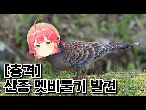 [홀로뉴스] 신종 멧비둘기 발견..  [사쿠라 미코/ 홀로라이브]