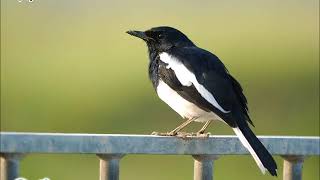 雀鳥叫聲 – 鵲鴝 Bird Calls – Oriental Magpie Robin