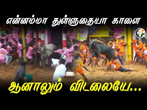 என்னம்மா துள்ளுதையா காளை ஆனாலும் விடலையே... | Palamedu Jallikattu | Mattu Pongal | Madurai