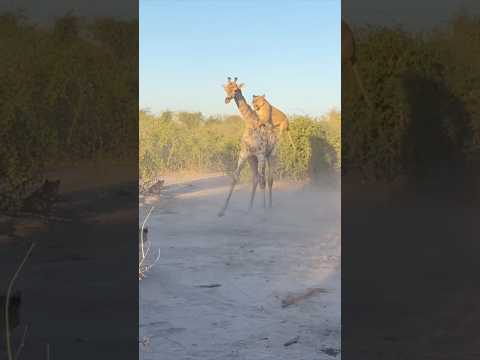 The Lion Family Attacked on Giraffe || #lion #wildlife #attack #trending #shortsvideo #shorts