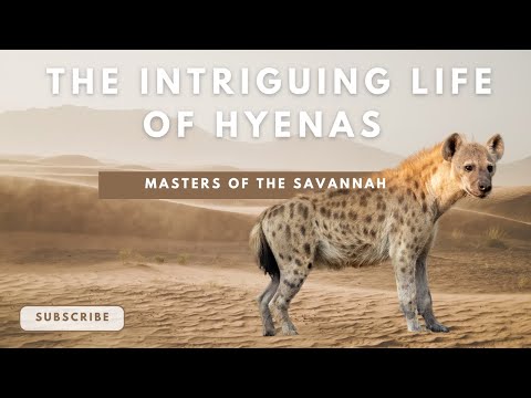 The Intriguing Life of Hyenas - Masters of the Savannah - Animal Kingdom