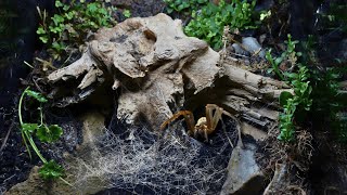 🌿 BIOACTIVE VIVARIUM FOR MY HOUSE SPIDER | TERRAQUAMAN