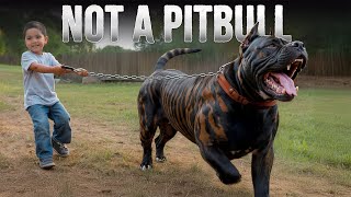 10 Most "Pitbull-like" Dog Breeds