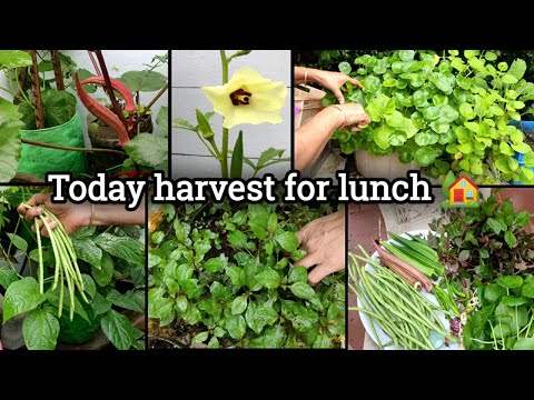 🏡Today harvest for lunch🥗Maadi thottam harvest/மதிய உணவுக்கு மாடி தோட்டத்து காய்கள்