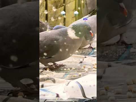 Birds 🦅eating food 🍱 in the rain 🌧️ ☔️#shortsvideo #birdseating #birds #rain