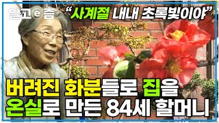 "누군가 버린 화분을 가져다 꽃을 피우지" 집 전체를 겨울에도 끄떡없는 온실로 만든 할머니.. 식물에 노래도 불러주며 자연과 소통하는 할머니│장수의 비밀│알고e즘