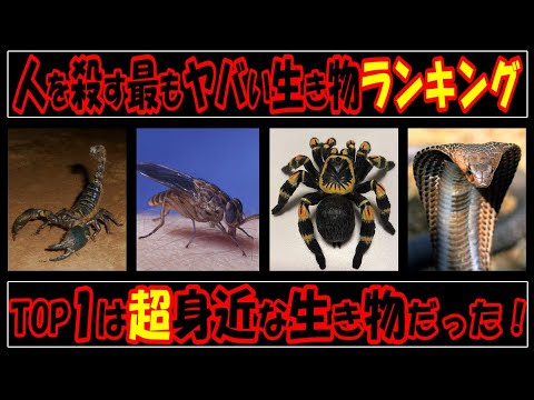 人の命を奪う超危険生物ランキング！TOP１はまさかの超身近な生き物！