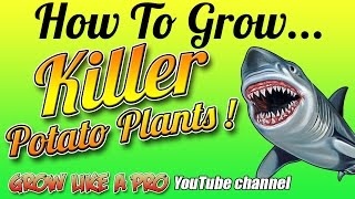 How To Grow Potato Plants From Potatoes By GrowLikeAPro