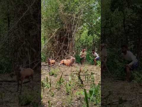 How to catch Deer 🦌 in jungle vfx #shorts #ytshorts #vfxshorts #wildlife #animals