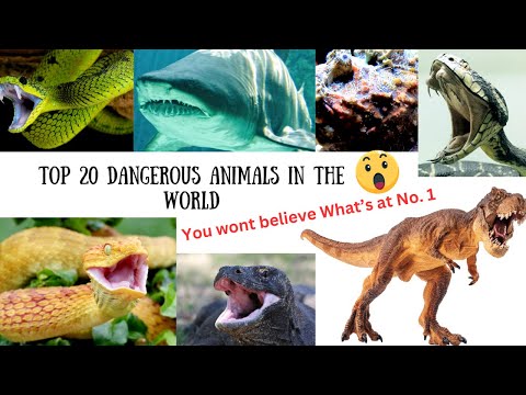 Top 20 dangerous animals in the world ! #animals #weirdanimals #facts #secret #mystery  #weirdfacts