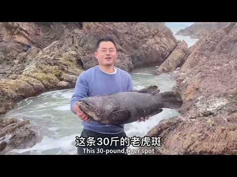 【阿向趕海】 30斤老虎斑打窩 抓獲十幾斤重巨型石斑 八爪鰻魚激烈互毆 魚獲達50斤