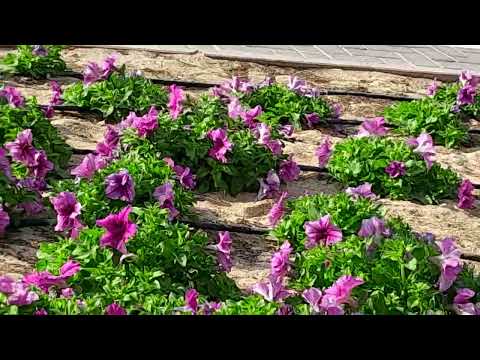 #short video #beautiful flowers