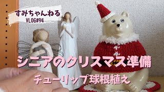 シニアのクリスマス準備／チューリップ球根植え／紅まどんな／シニアVLOG#94／シニアライフ