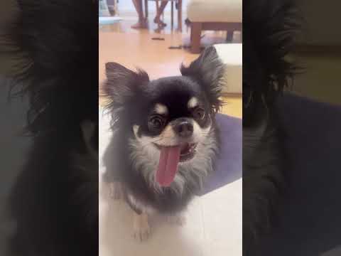 食べる？#short #チワワ #chihuahuas #ブラックタンチワワ #dog#pets #cutedog#funnydogs