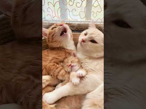 猫家族みんなの楽しい週末のひときA cat family’s joyful weekend time#cutestcouple #cutecat #可愛い茶トラ猫