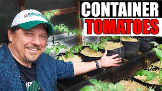 Tomatoes In Containers - The Complete Guide