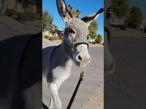 Sancho vs. a terrifying boulder #donkeytraining #faceyourfear #donket