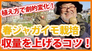 家庭菜園や農園の春ジャガイモ栽培で収量アップの植え方のコツ！植え方で劇的に変化する春ジャガイモの育て方！【農家直伝】