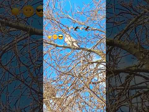 Birds enjoying Sunny☀️ Day🕊️🦅🕊️🦅😎#shortsvideo #birds #wildlife #nature