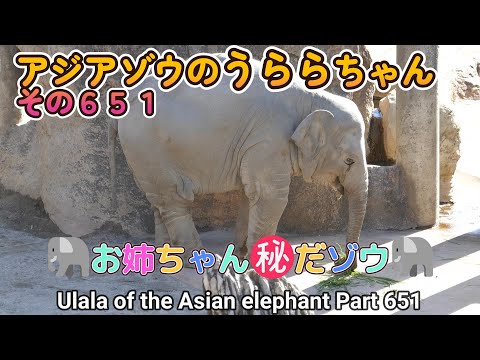 アジアゾウのうららちゃん（６５１）🐘お姉ちゃん㊙だゾウ🐘（東山動植物園）Ulala of the Asian elephant Part 651