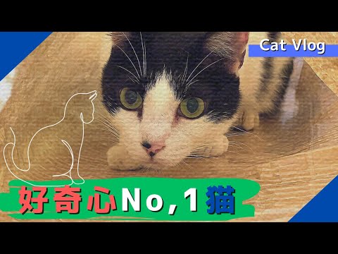 [😸Cats Vlog]Curiosity No. 1 cat decided #cute #Cat #Vlog