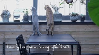 【VLOG】家族が増えました、３匹の猫との暮らし| 家、猫、暮らし