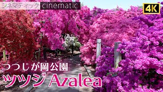 つつじが岡公園　日本一のツツジの名園　シネマティック　2023　/  Tsutsujigaoka PARK　azalea garden　cinematic【 4K 】