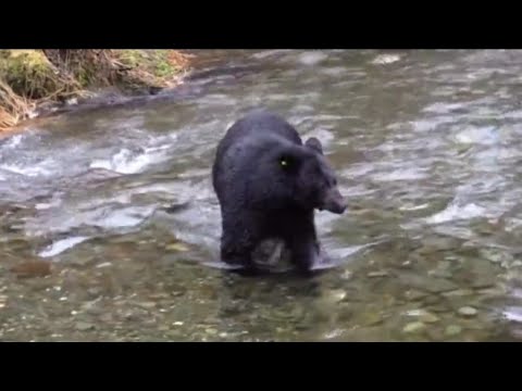 Black Bear and Cub Salmon Fishing HD video #Animal#bear#comedy#fishing