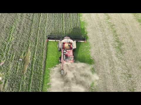 2024 SOYBEAN harvest in Kentucky.