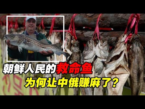 朝鲜人民的“救命鱼”，却让中俄赚麻了，它如何成为财富密码？