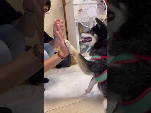 保護犬12才が覚えたハイタッチ #黒柴＃保護犬＃保健所