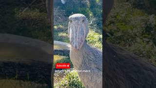 Before & After Animals Growing Up. Amazing Animal Transformation 💥 #short #tiktok #animals