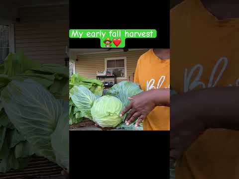 Harvesting my first cabbage of the season #youtubeshorts #gardening #cabbage #mustardgreens