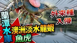 【★外來種入侵!!★蘭潭水庫抓到澳洲淡水龍蝦&魚虎!!】多吃魚虎救生態 專家呼籲勿放生