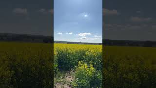 yellow canola flowers