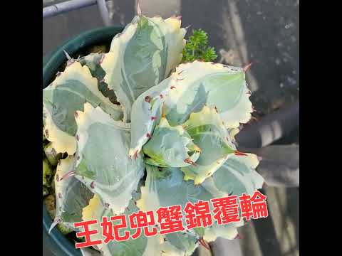 【Agave 兜蟹錦覆輪】